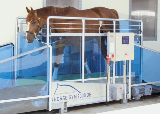 Horse Gym 2000 | Treadmill Study